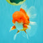 CHONKY AAA Grade Red White Oranda Male 4.5-5 inches #062626OR_37