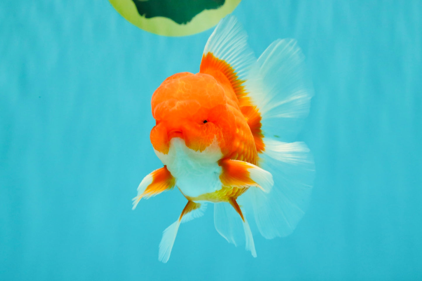 CHONKY AAA Grade Red White Oranda Male 4.5-5 inches #062626OR_37