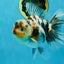 AAA Grade RARE White Tiger Oranda Female 5.5 inches #051625OR_15