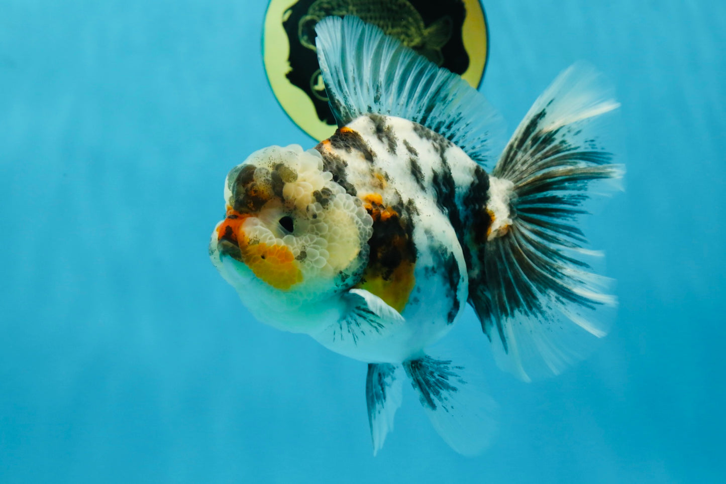 AAA Grade RARE White Tiger Oranda Female 5.5 inches #051625OR_15