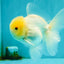 A Grade White Oranda Male 4.5-5 inches #071726OR_23