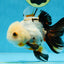 Tricolor Oranda Female 5.5 inches #072525OR_19