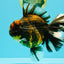 CHONKY AAA Grade Broadtail Tiger Oranda Male 7-7.5 inches #072426OR_04