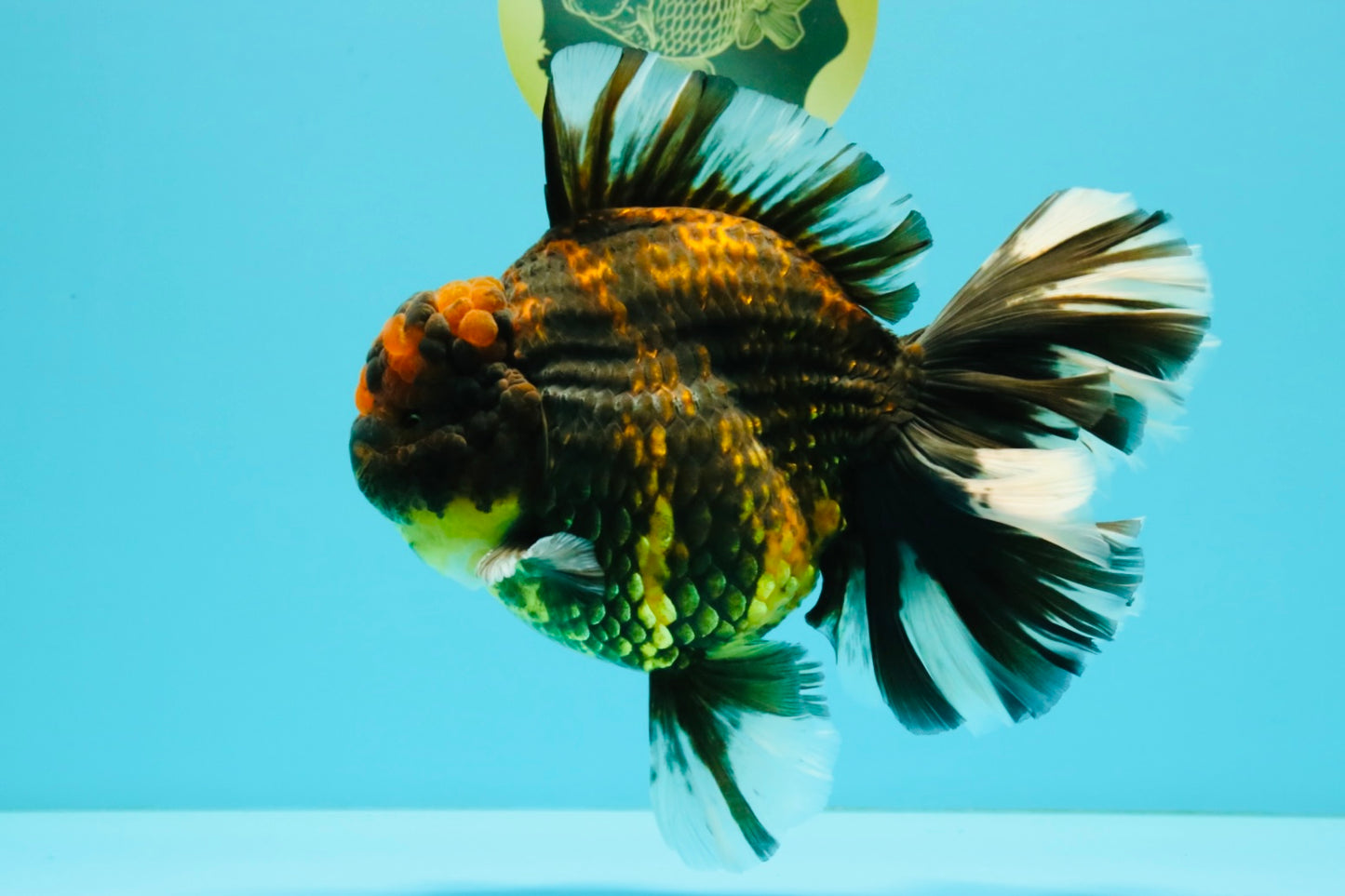 CHONKY AAA Grade Broadtail Tiger Oranda Male 7-7.5 inches #072426OR_04