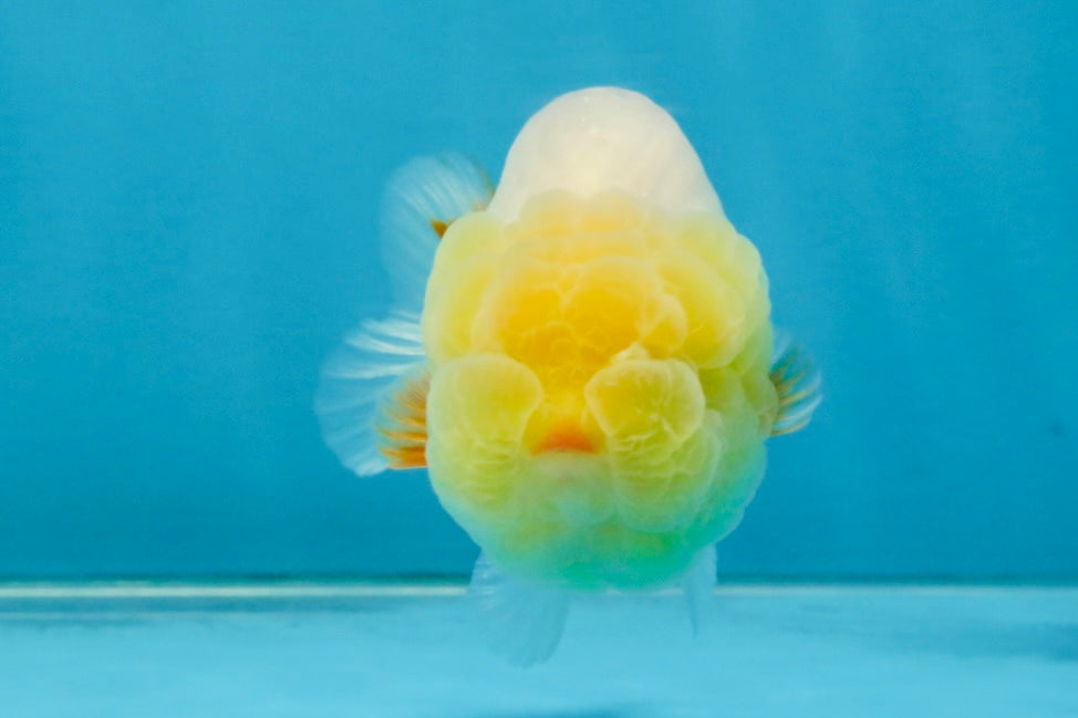 SPECIAL White Lionchu Female 4 inches #120525LC_13