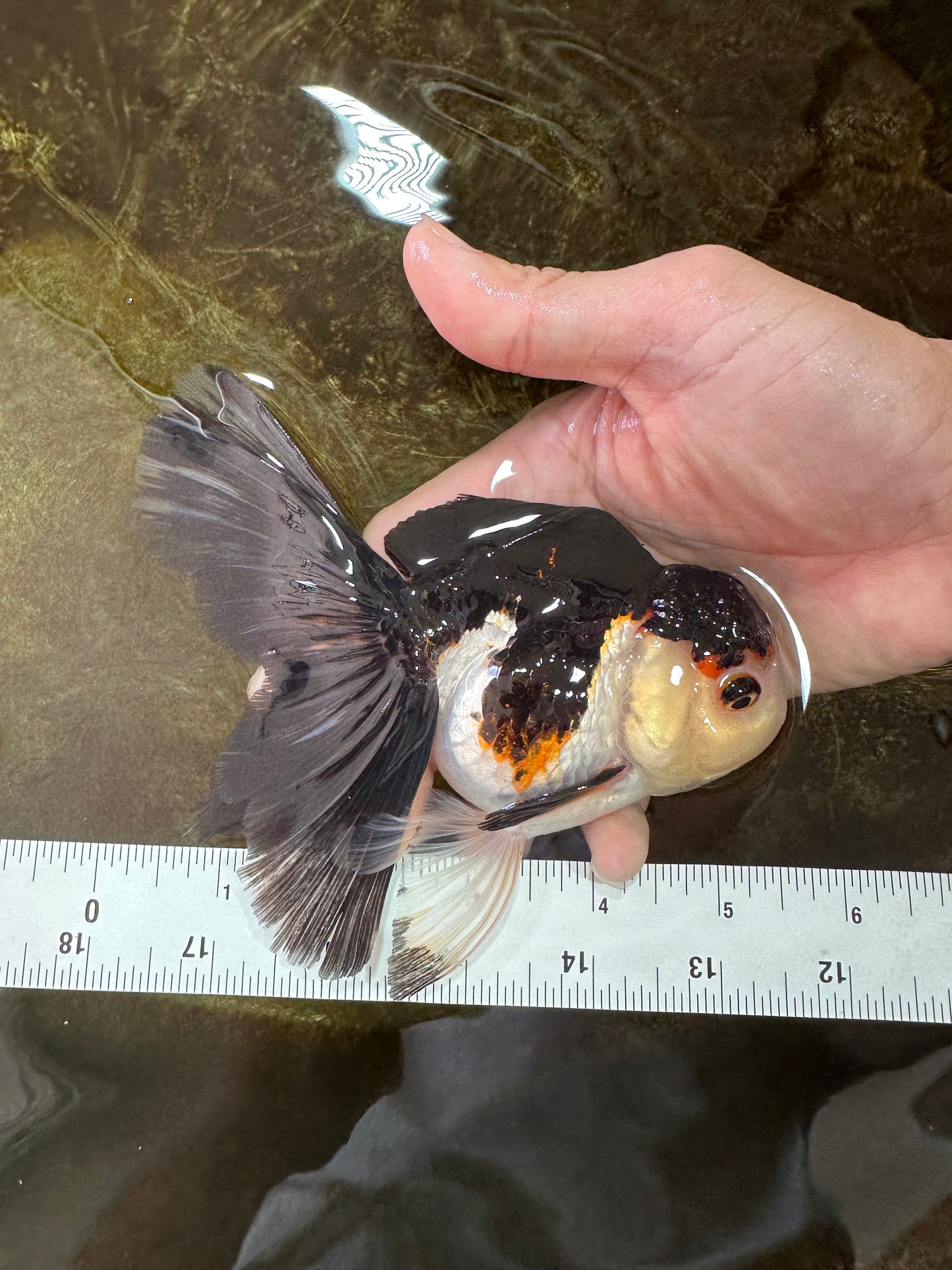 A Grade Tricolor Oranda Female 5-5.5 inches #070425OR_21