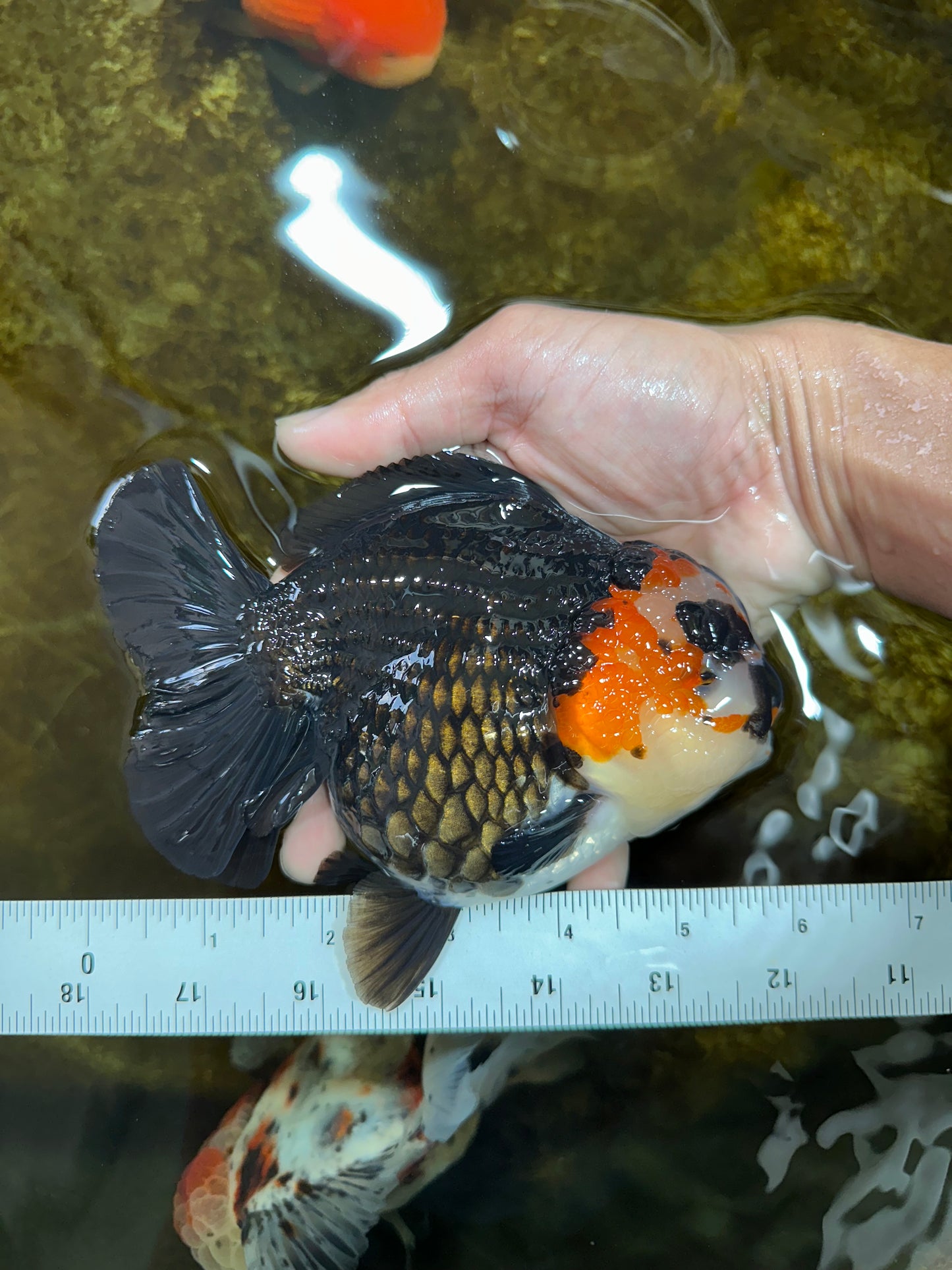 SHOW GRADE UNIQUE Godzilla Tricolor Yuanbao 5.5-6 inches #080825YB_888