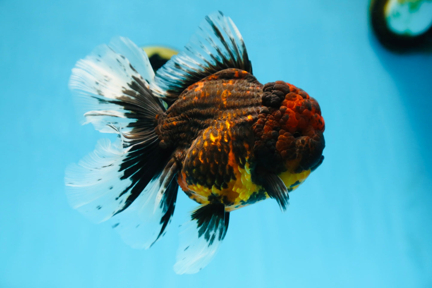 A Grade FLUFFY WEN Tiger Oranda Male 6 inches #082925OR_11