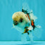 A Grade Marble Oranda Male 5.5 inches #050126OR_13