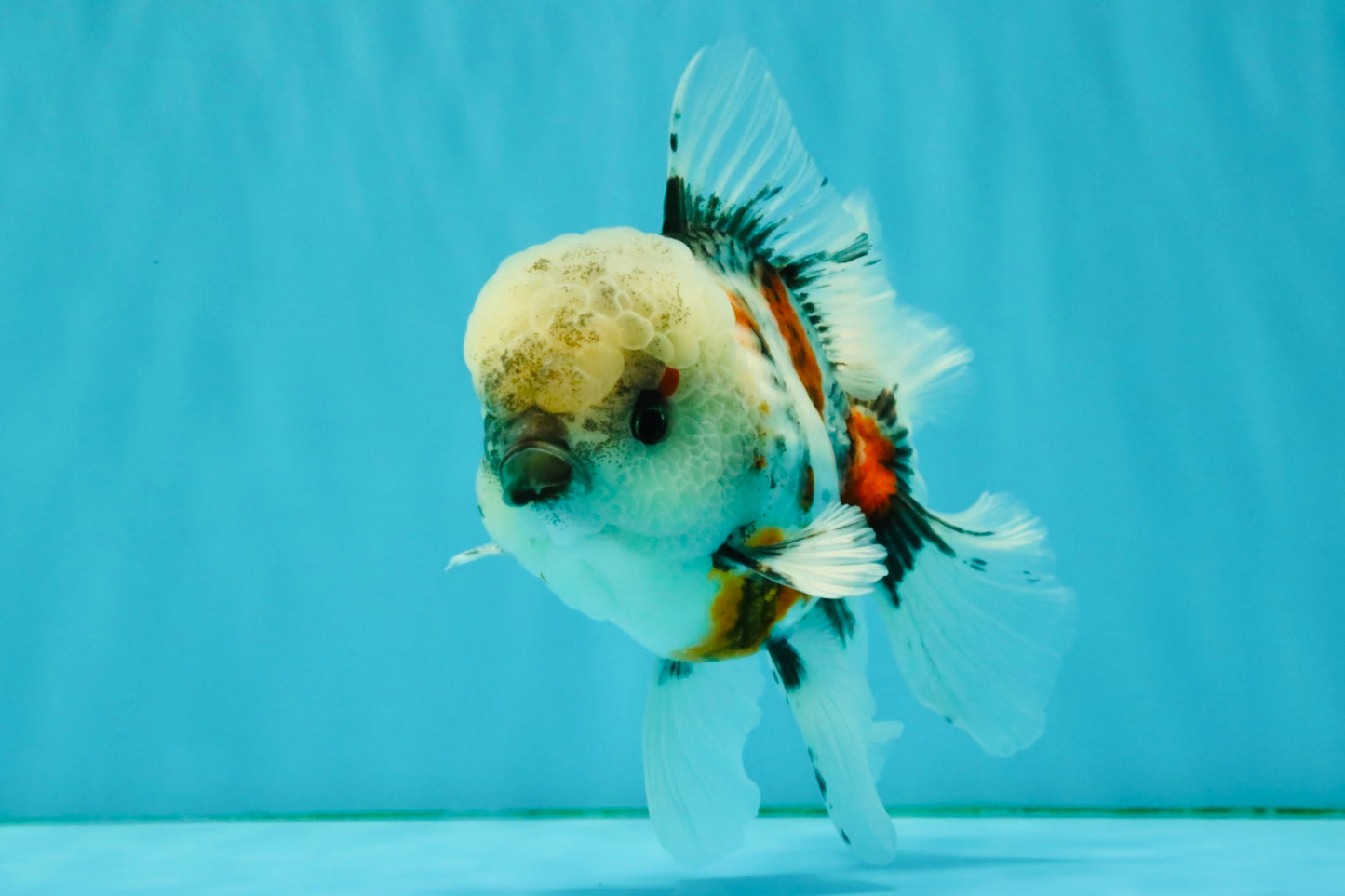 A Grade Marble Oranda Male 5.5 inches #050126OR_13