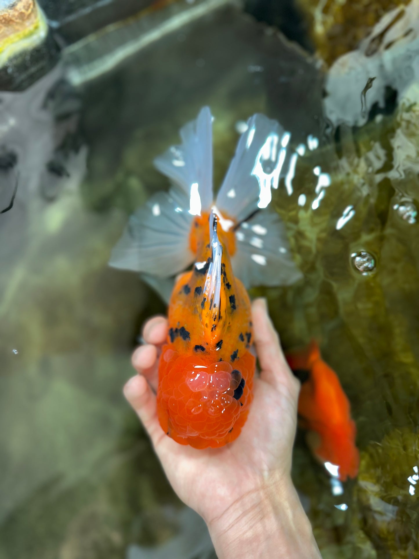 Jumbo A Grade Tiger Oranda Butterly Tail Female 7.5 inches #050225OR_12