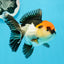 A Grade Cherry Head Tricolor Oranda Female 4.5-5 inches #0614OR_22