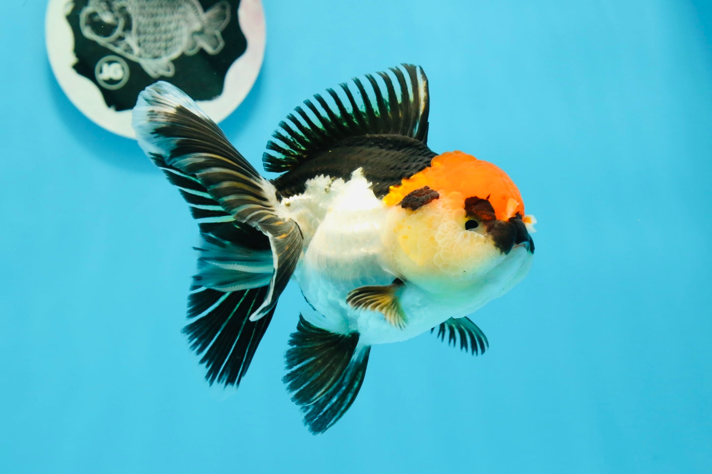 A Grade Cherry Head Tricolor Oranda Female 4.5-5 inches #0614OR_22