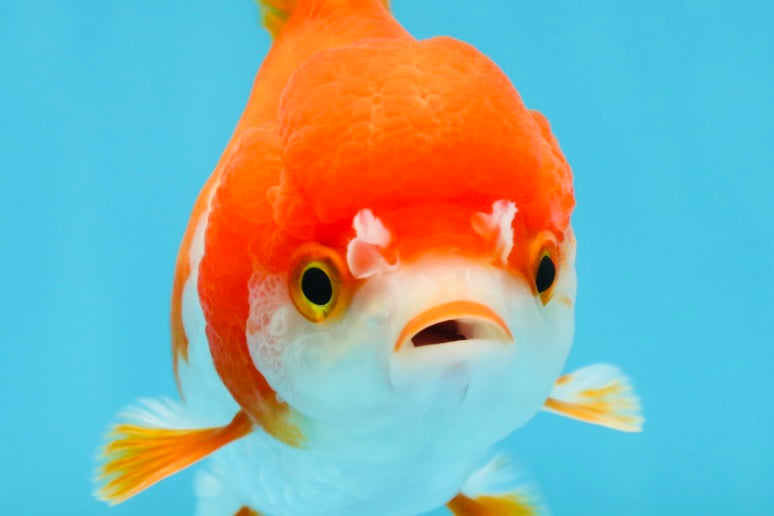 Red White Yuanbao Female 4-4.5 inches #062725YB_12