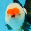 AAA Grade Tricolor Oranda Male 5 inches #0920OR_21