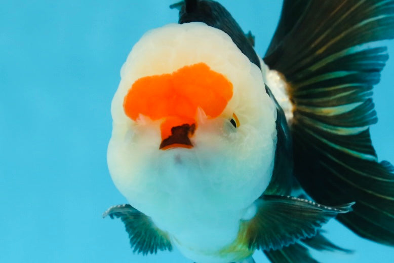 Macho oranda tricolor de grado AAA de 5 pulgadas n.° 0920OR_21