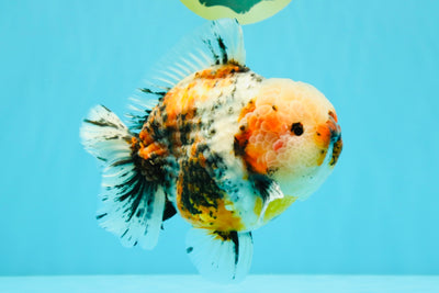 FLUFFY AAA Grade Marble Calico Yuanbao Male 5.5-6 inches #032026YB_20