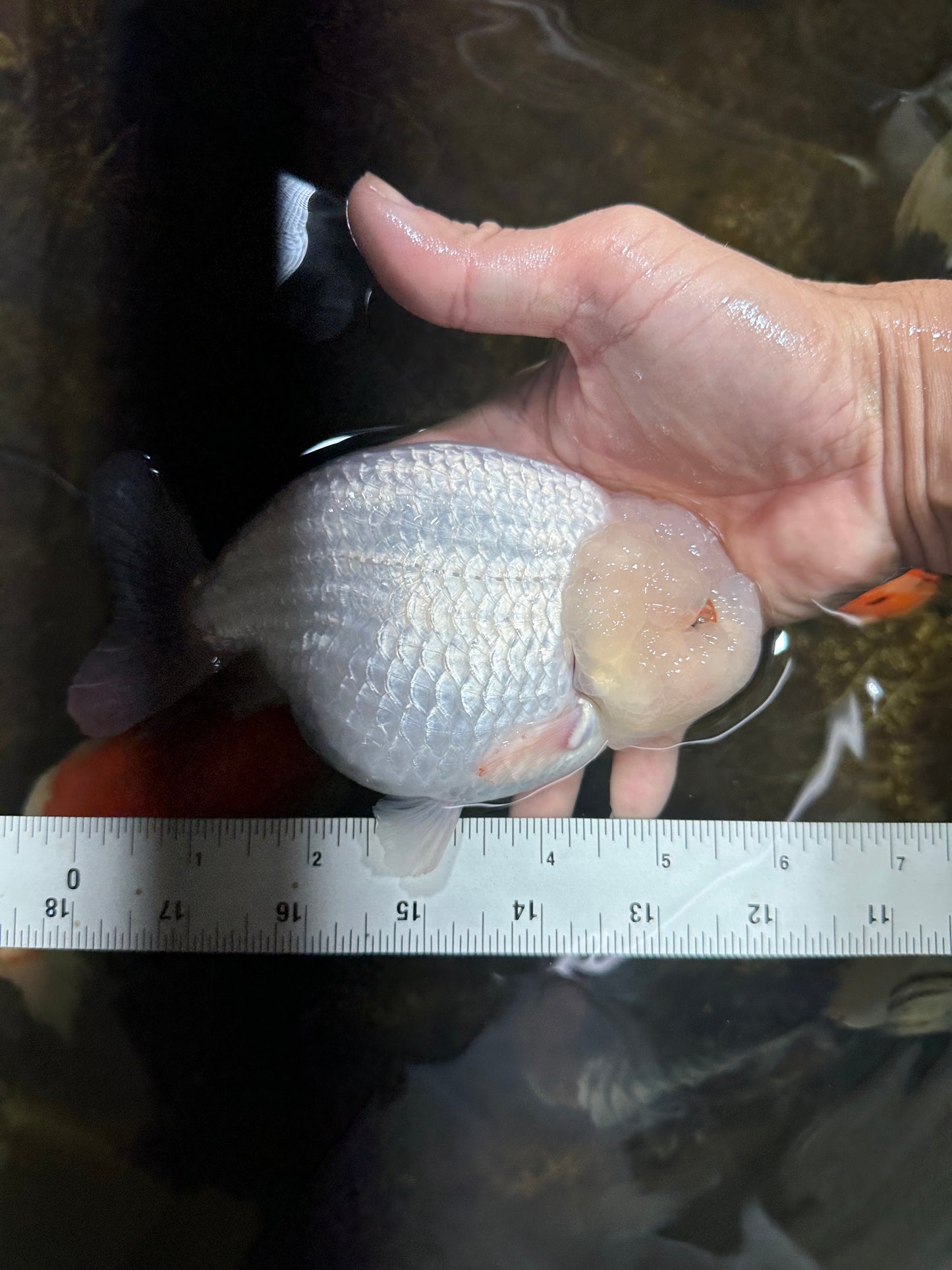 AAA Grade SNOW WHITE LionQueen 5.5-6 inches #090525LC_01