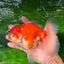 AAA Grade Cherry Sakura Oranda Male 6 inches #0927OR_02