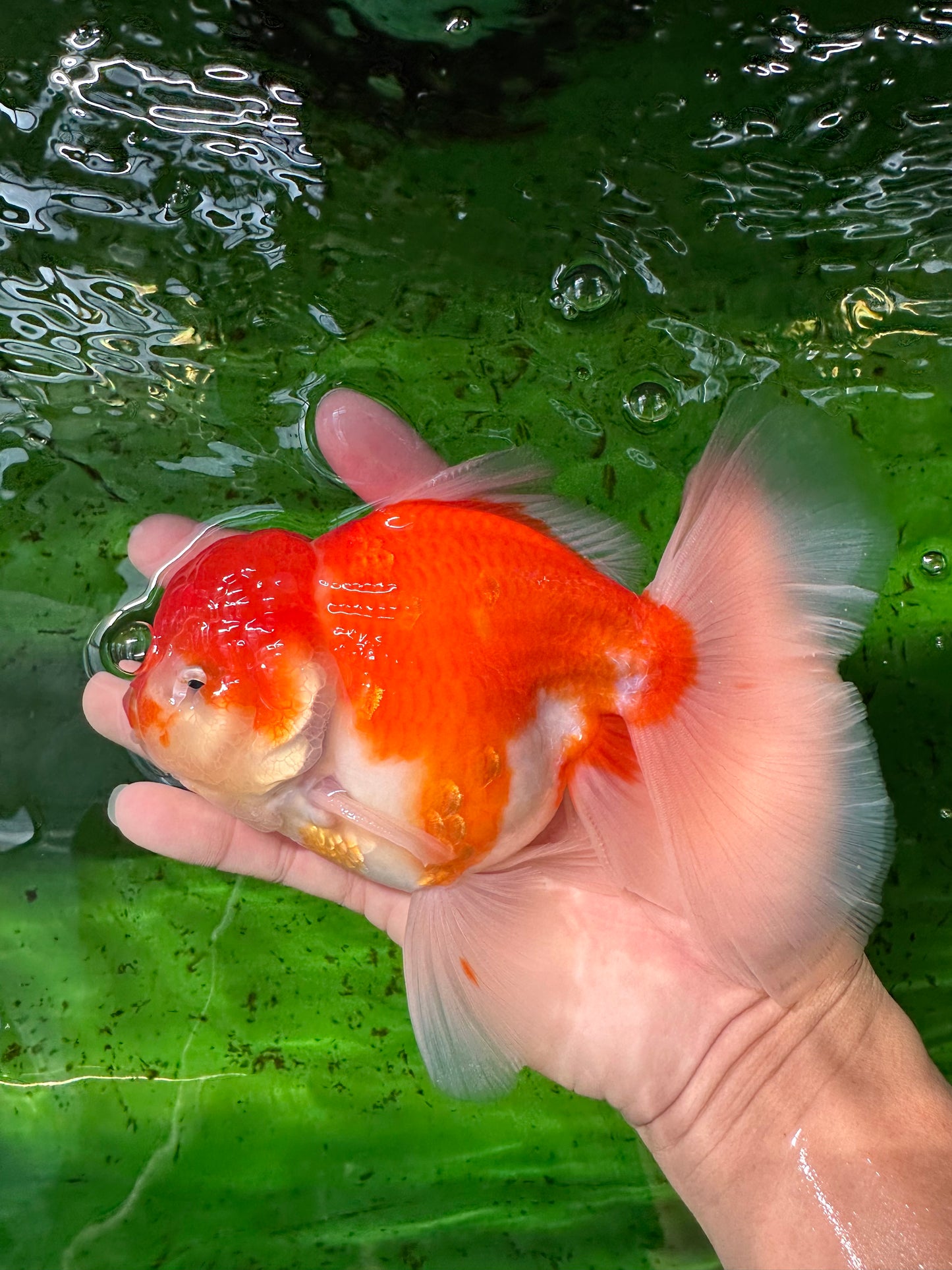 AAA Grade Cherry Sakura Oranda Male 6 inches #0927OR_02