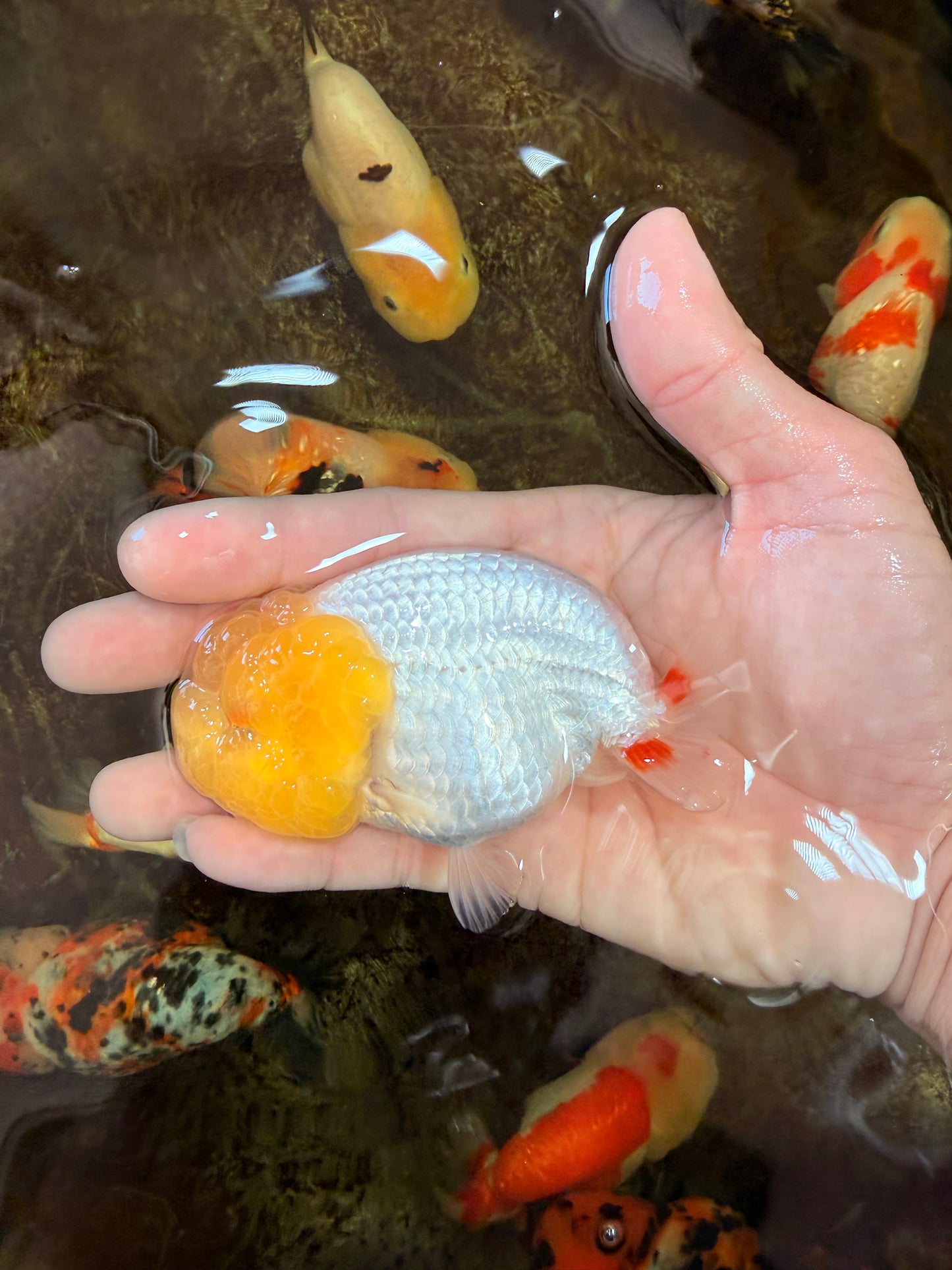 AAA Grade Young Lemonhead LionQueen 4 inches #101025LC_02