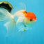 A Grade Red White Oranda Female 6 inches #071125OR_06