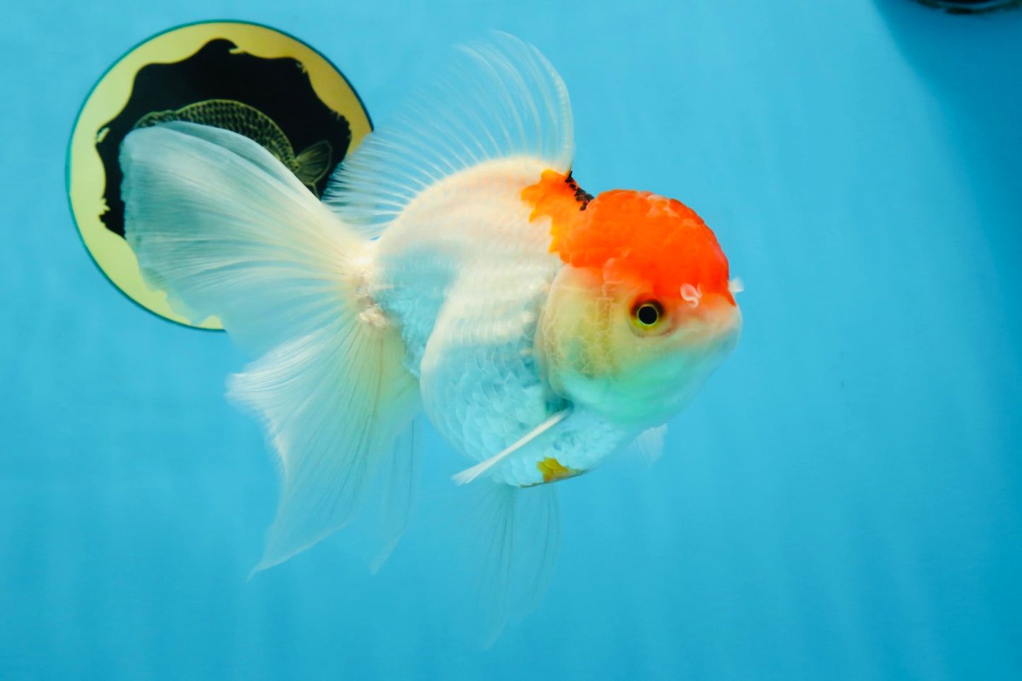 A Grade Red White Oranda Female 6 inches #071125OR_06