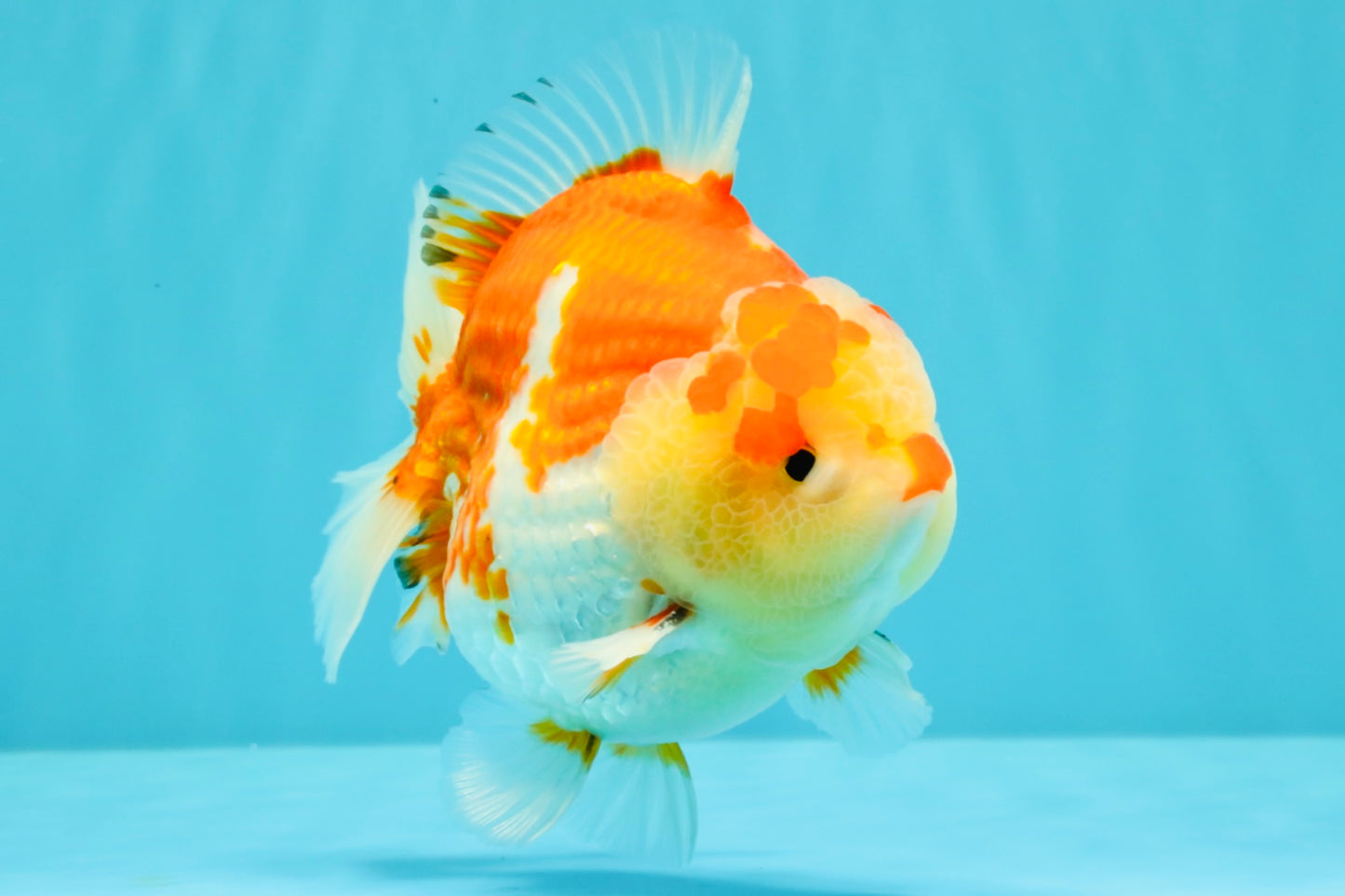 AAA Grade Godzilla Red White Yuanbao Male 5-5.5 inches #031326YB_20