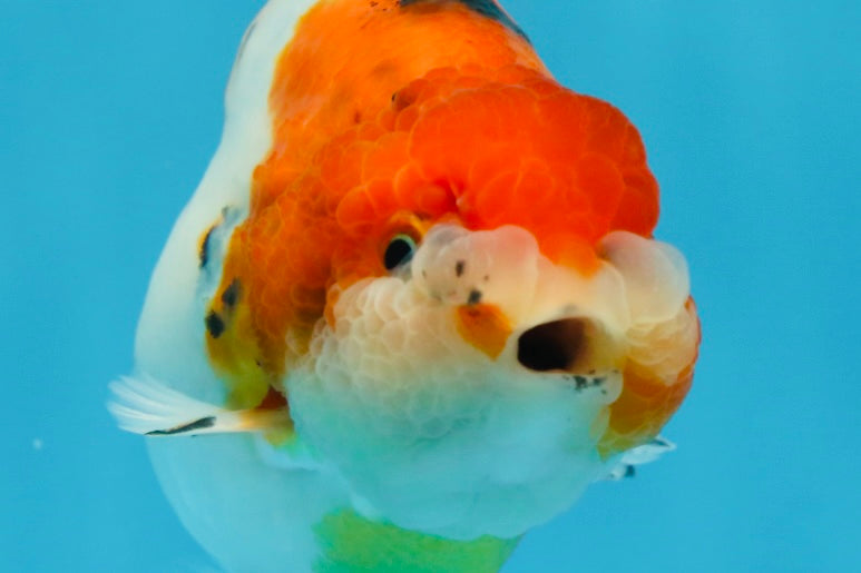 A Grade Freckled Chubby Calico LionKing 4.5 inches #062025LC_07