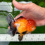 A Grade Tricolor Oranda Female 4.5 inches #0830OR_08