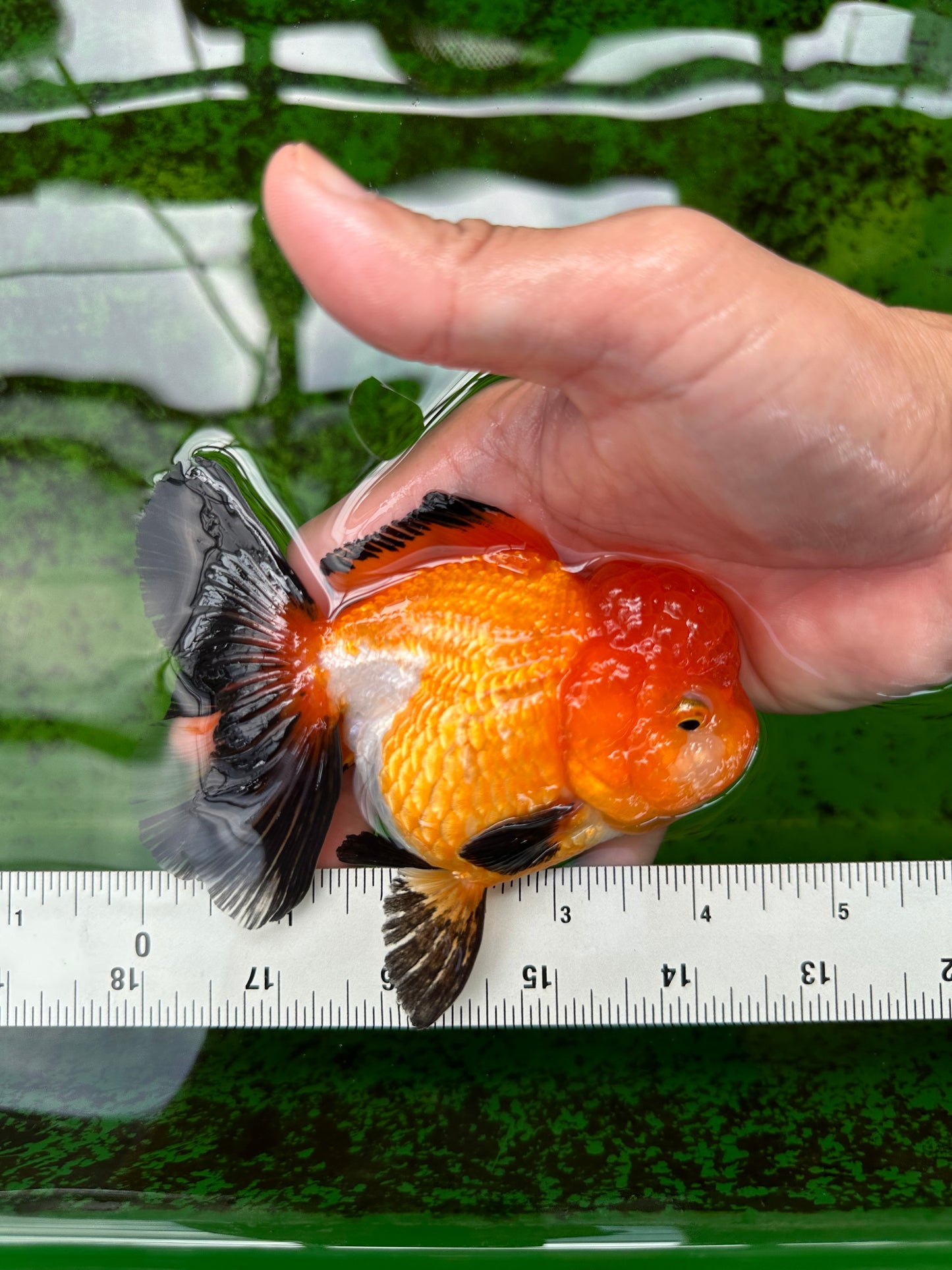 A Grade Tricolor Oranda Female 4.5 inches #0830OR_08