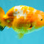 Chinese Sakura Ranchu Female 5-5.5 inches #031326RC_12