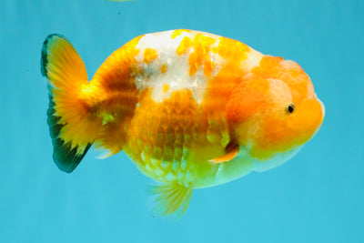 Chinese Sakura Ranchu Female 5-5.5 inches #031326RC_12