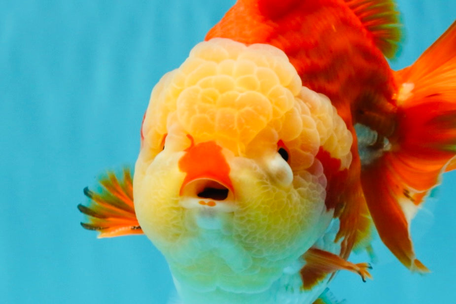 SUPER CUTE AAA Grade Godzilla Red White Yuanbao Male 6 inches #022726YB_02