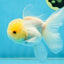 A Grade White Oranda Male 5 inches #060625OR_28