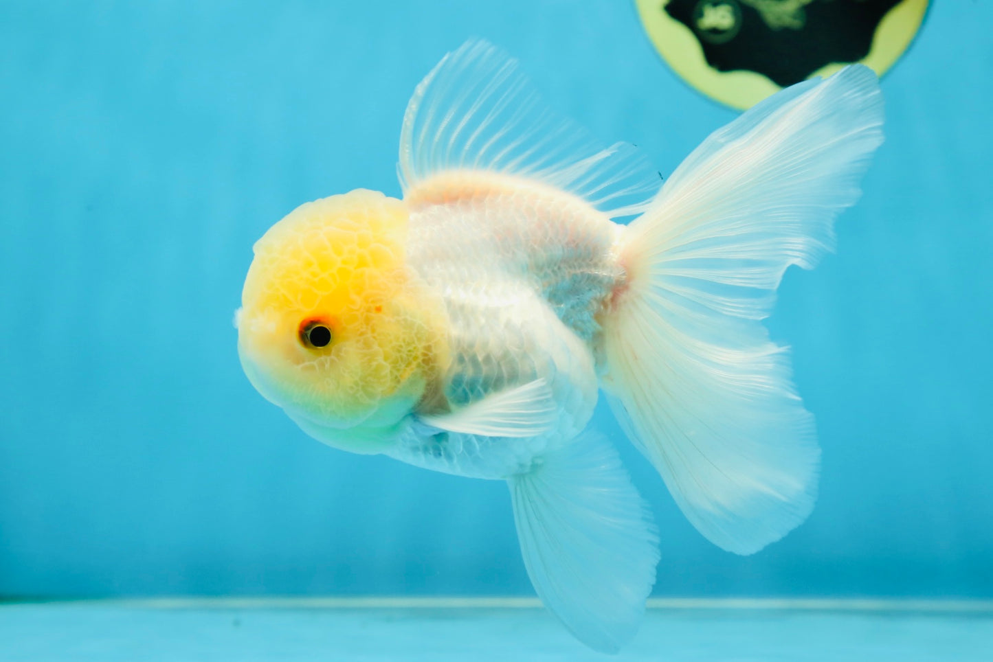 A Grade White Oranda Male 5 inches #060625OR_28