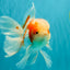 A  Grade Kohaku Red White Oranda Male 5.5-6 inches #082126OR_06