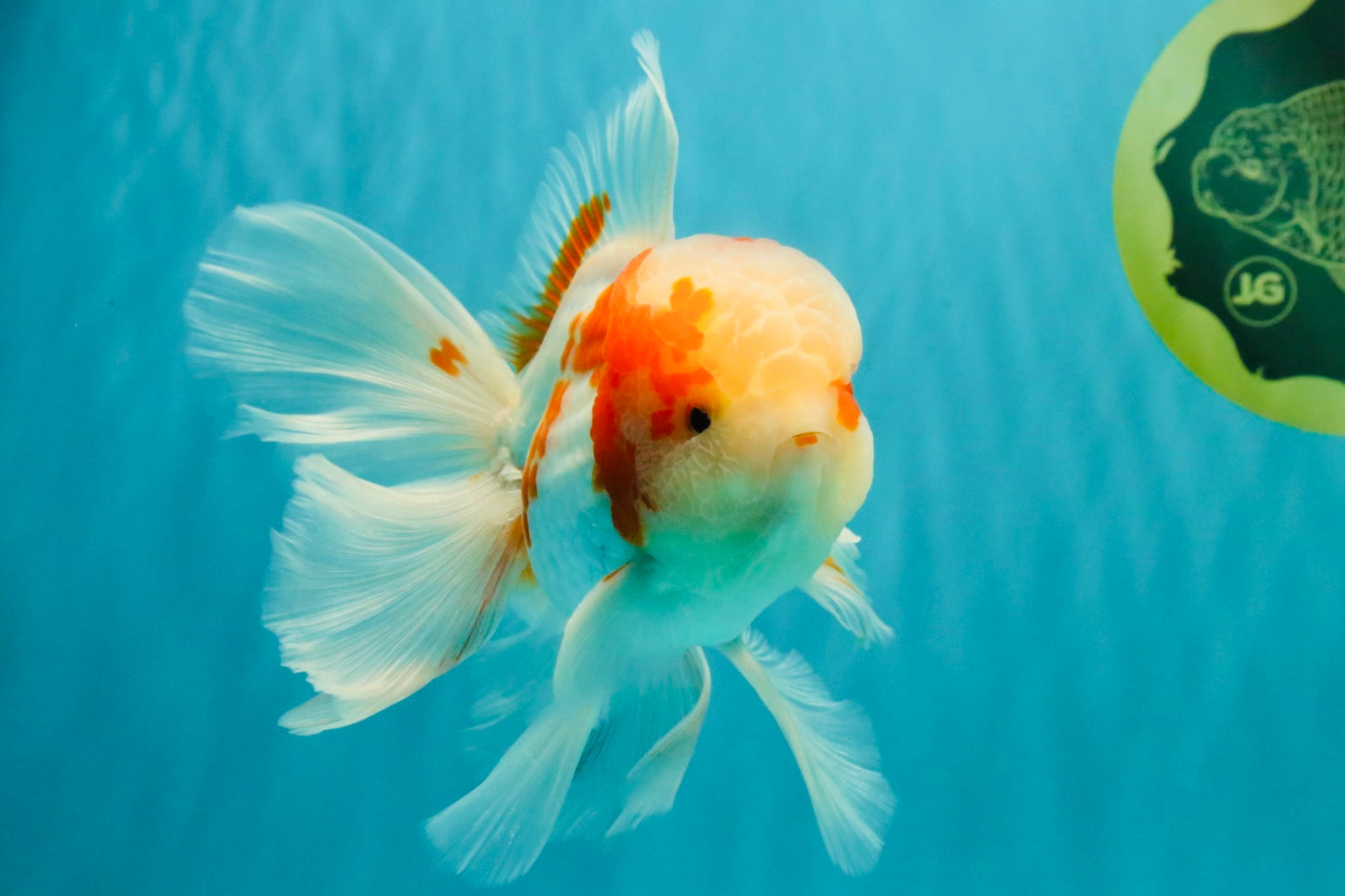 A  Grade Kohaku Red White Oranda Male 5.5-6 inches #082126OR_06