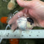 Black Tancho Panda Oranda Female 3.5 inches #110124OR_07