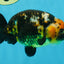 CHUBBY A Grade Calico Chinese Ranchu Female 5 inches #121225RC_06