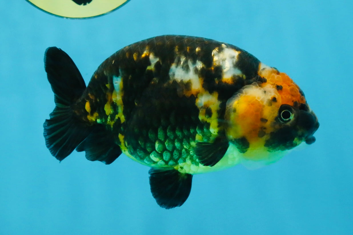 CHUBBY A Grade Calico Chinese Ranchu Female 5 inches #121225RC_06