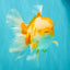 A Grade Cheese Orange White Oranda Male 5.5 inches #062626OR_22