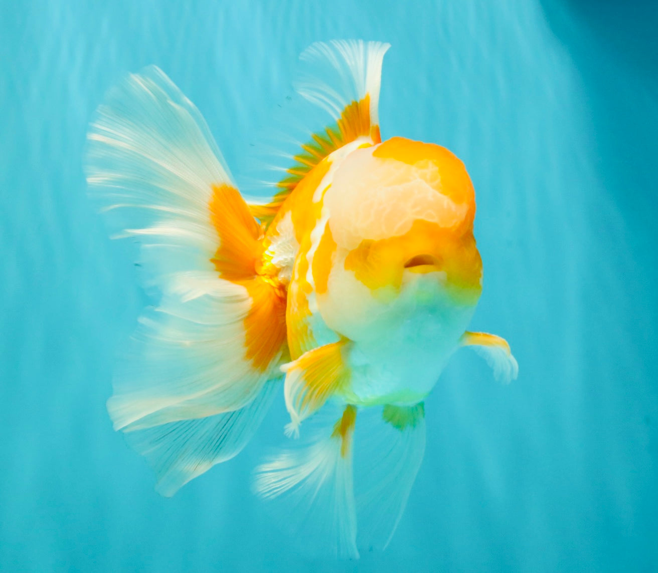 A Grade Cheese Orange White Oranda Male 5.5 inches #062626OR_22