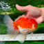 AAA Grade Cherry Sakura Oranda Male 6 inches #0927OR_02