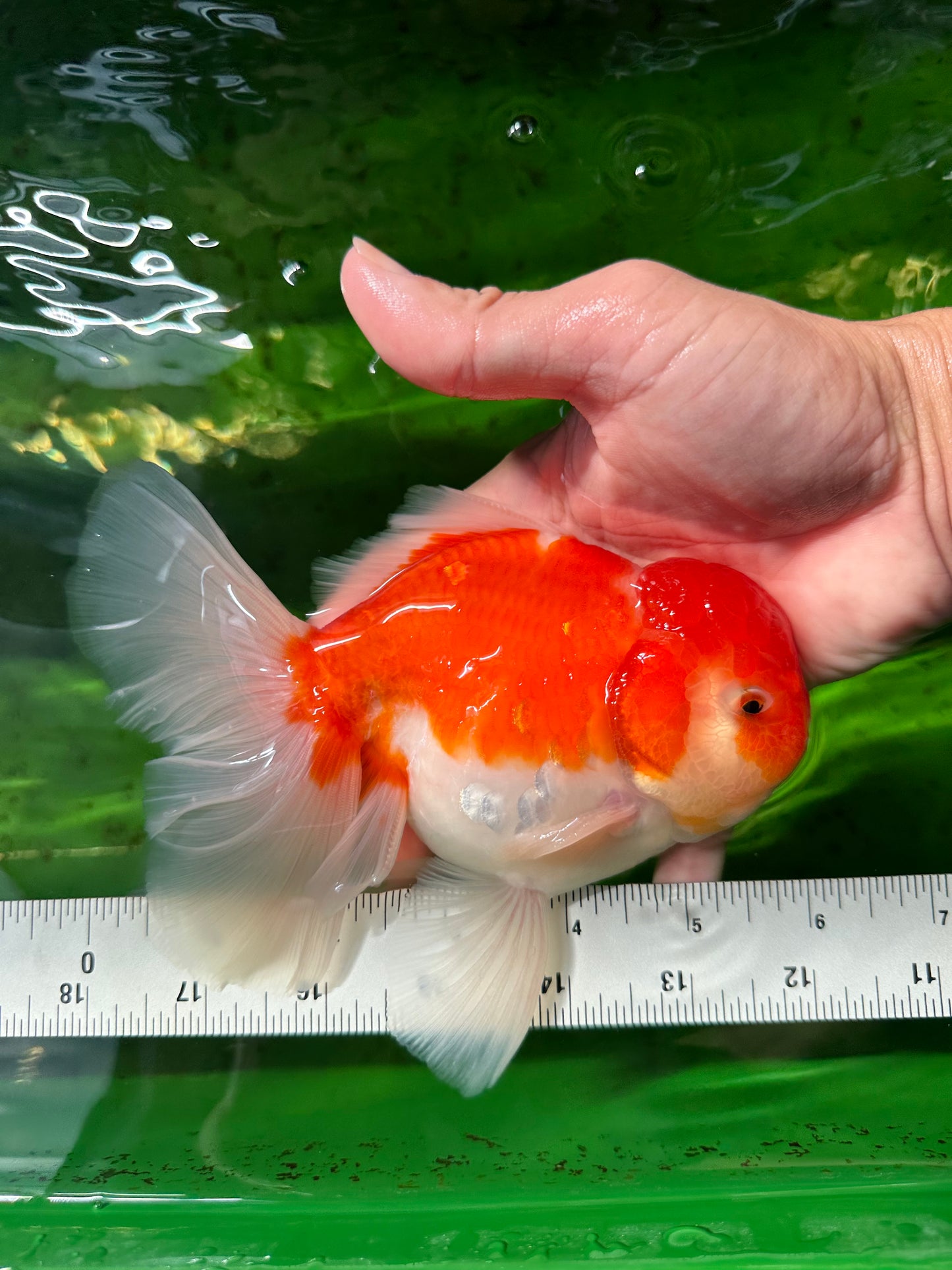 AAA Grade Cherry Sakura Oranda Male 6 inches #0927OR_02