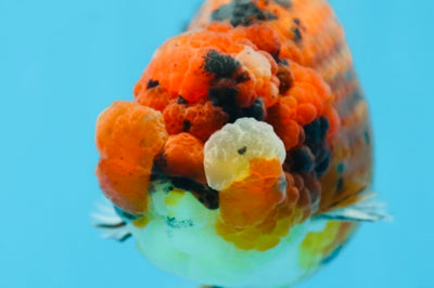 AAA Grade ADORABLE Tiger LionQueen 5 inches #082925LC_01