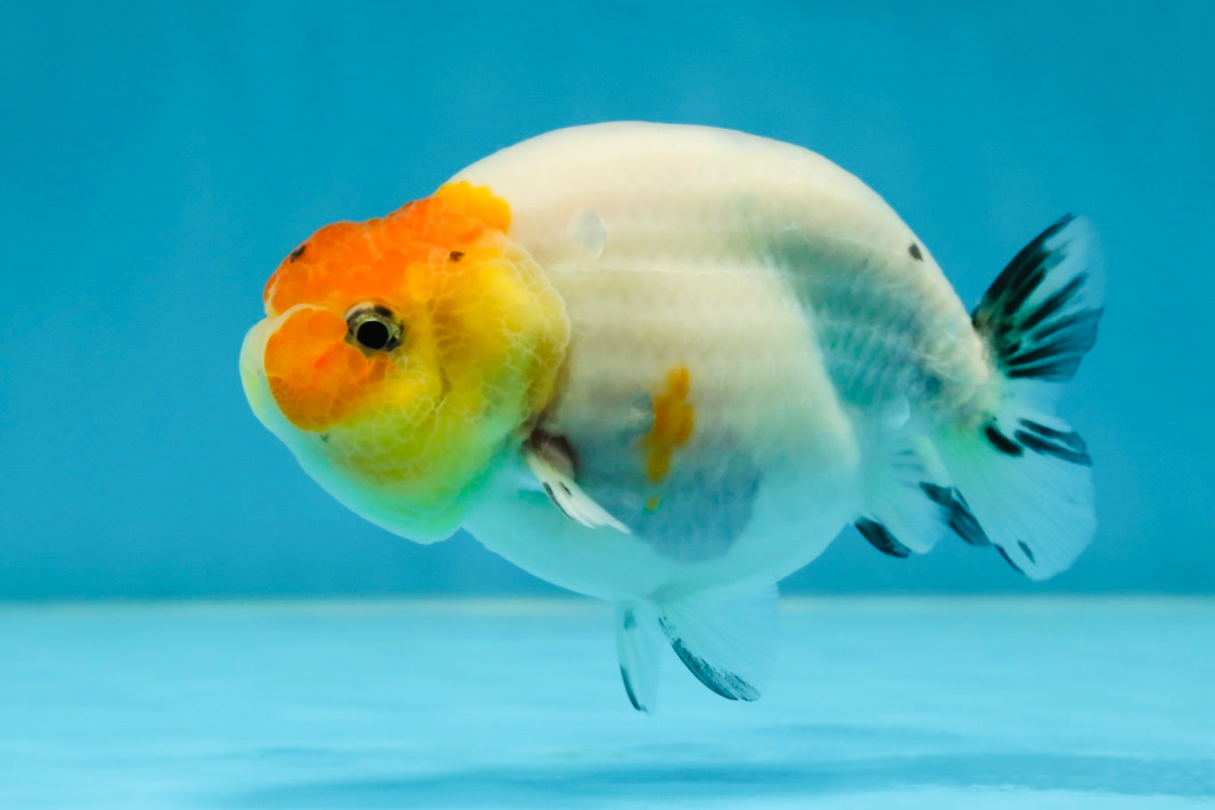 A Grade Sakura LionQueen 3.5-4 inches #051625LC_06