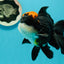 A Grade Superhero Lava Head Tricolor Oranda Male 5-5.5 inches #110824OR_16