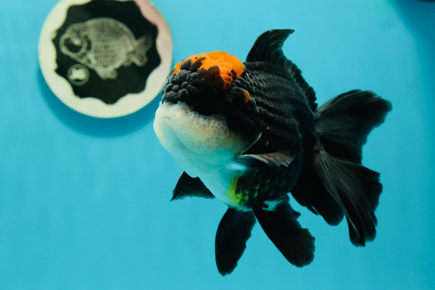 A Grade Superhero Lava Head Tricolor Oranda Male 5-5.5 inches #110824OR_16