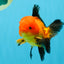 Apache Oranda Male 4.5 inches #032726OR_10